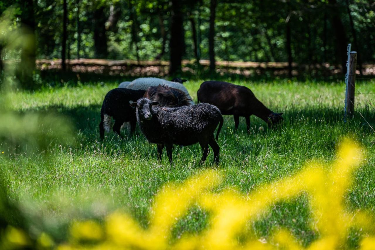 Chata Jarzebata Wisła Esterno foto